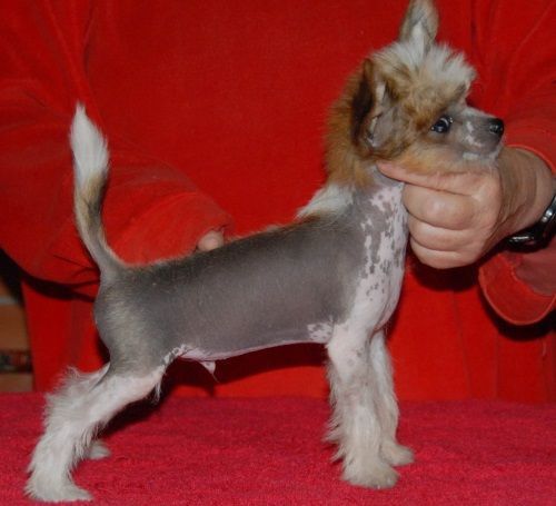 Sasquehanna Czarodziej