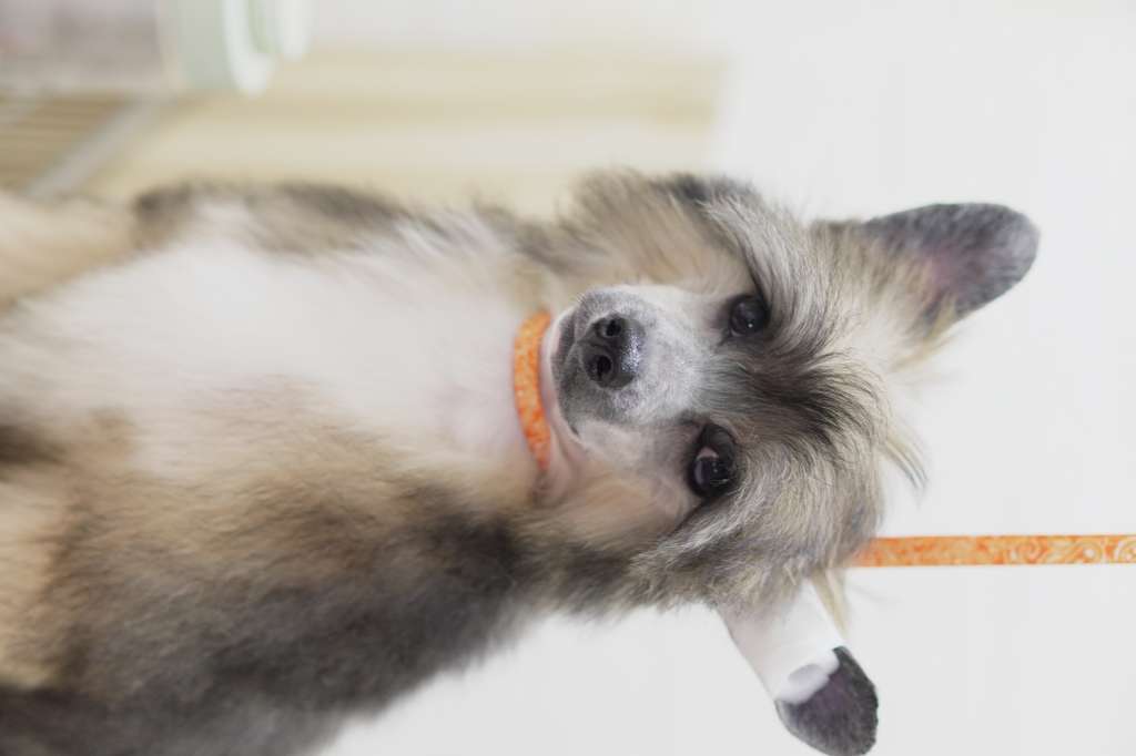 Rosa sinensis of Million