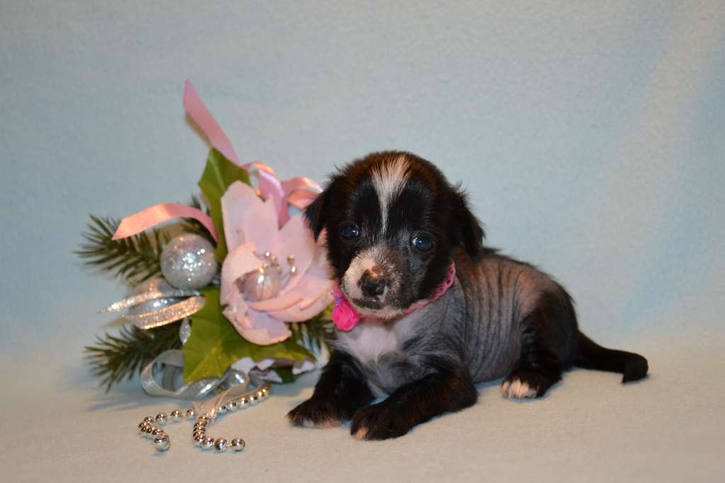 Feeriya Magic Karolina