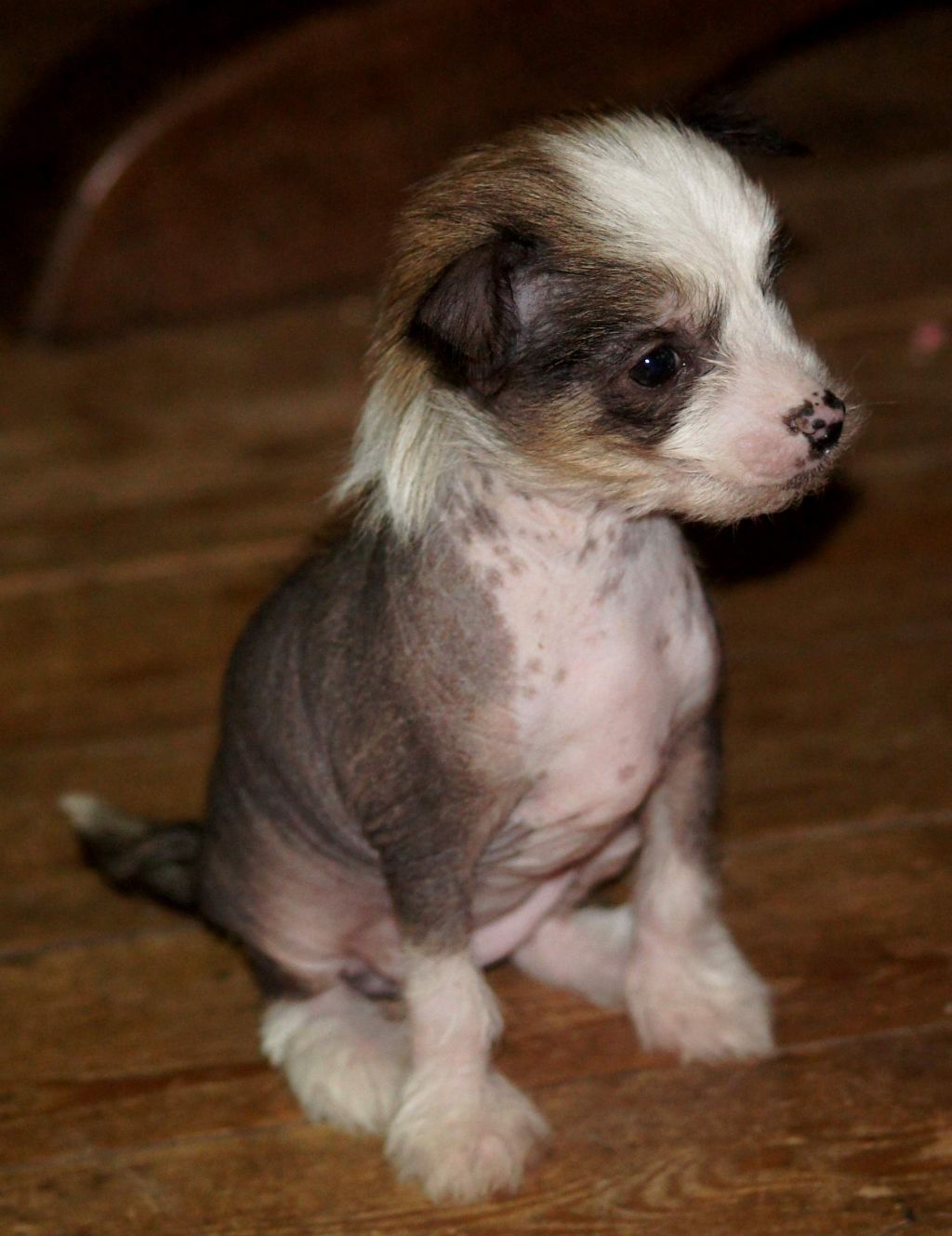 heidi des gamins de rubis