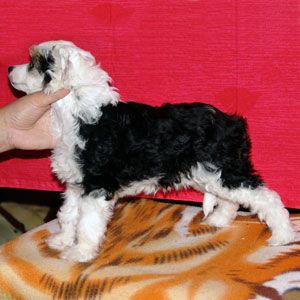 Picture