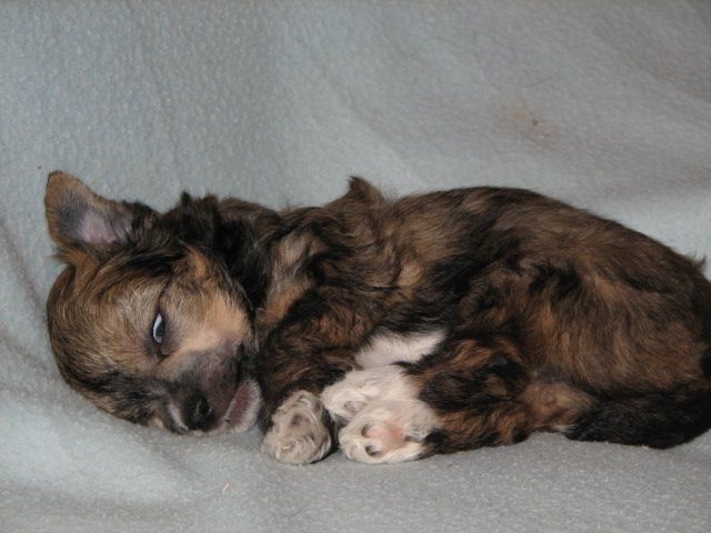 Chaina Dzhedai Velikolepny Brillliant