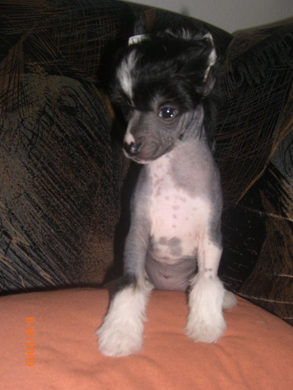 Cammila Milen-Caro Jangoljatko