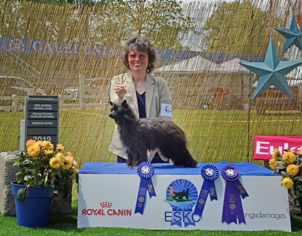 Windwater Ladyday Black Dress