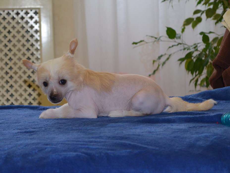 Ognenny Lotos Taki Simona