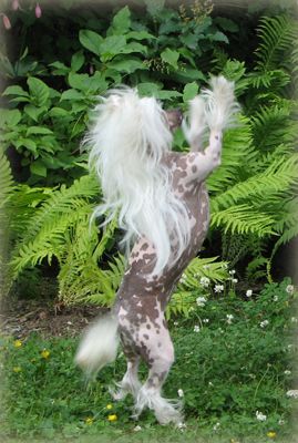 Royalgift Shiksa Angelica