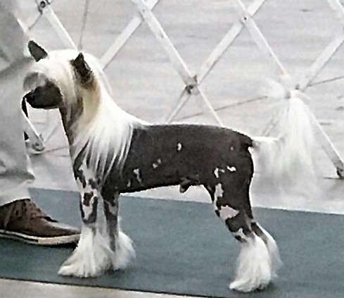 Gch. Ch. Hunter Hayes By Jove