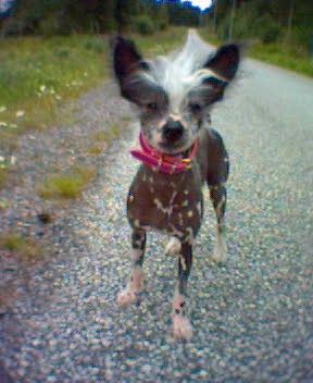 Kinapuffens Breaking News