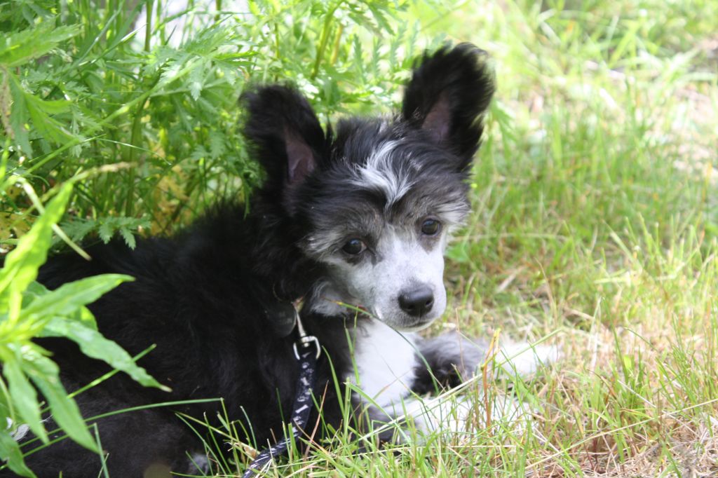 Amcockgarden's Jamaica Jewel