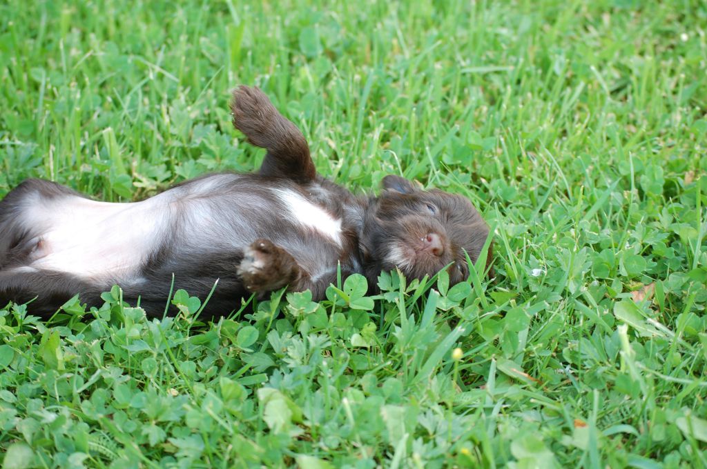 slodka jak miód Roingold