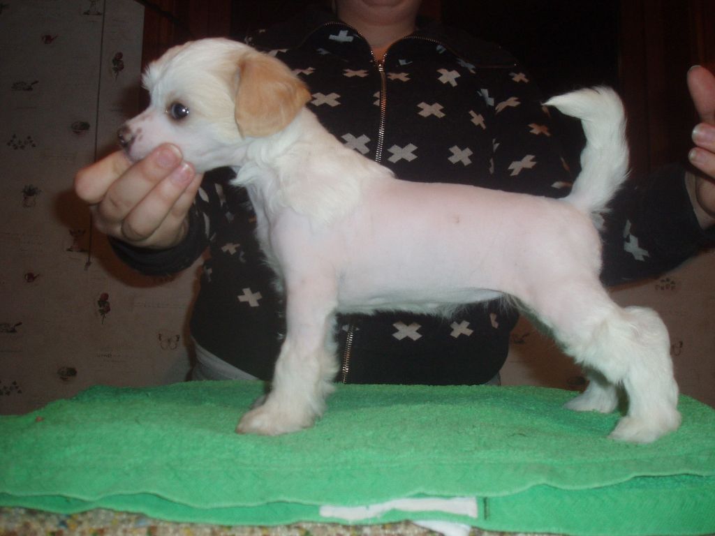 Cosplay's Usagi Tsukino