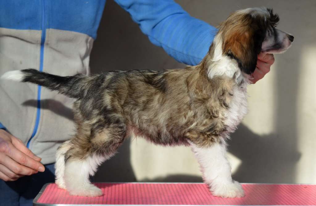 Portos iz Sozvezdiya Khana