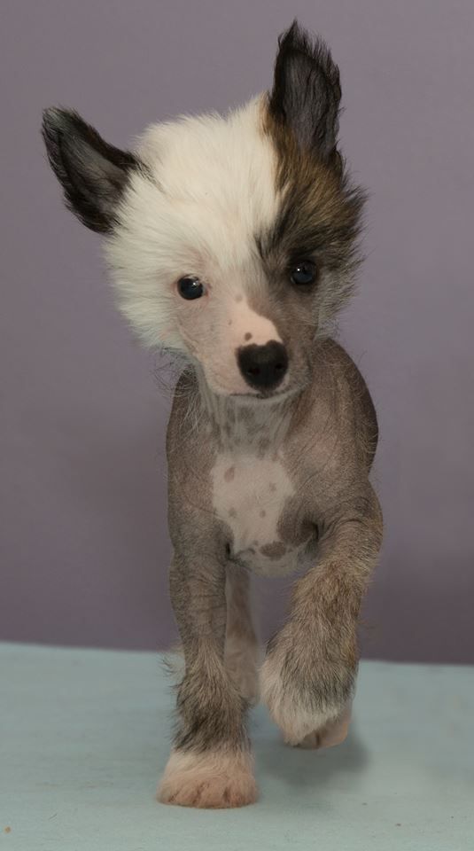 Chinese Line Ferdinand Porsche