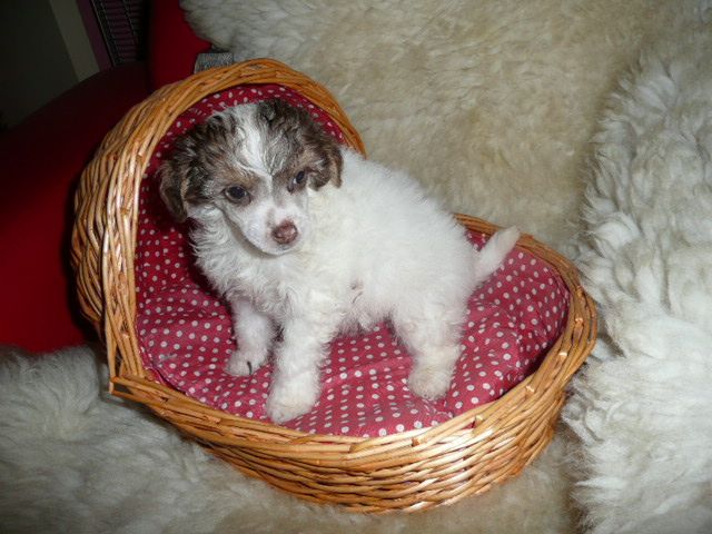 Picture