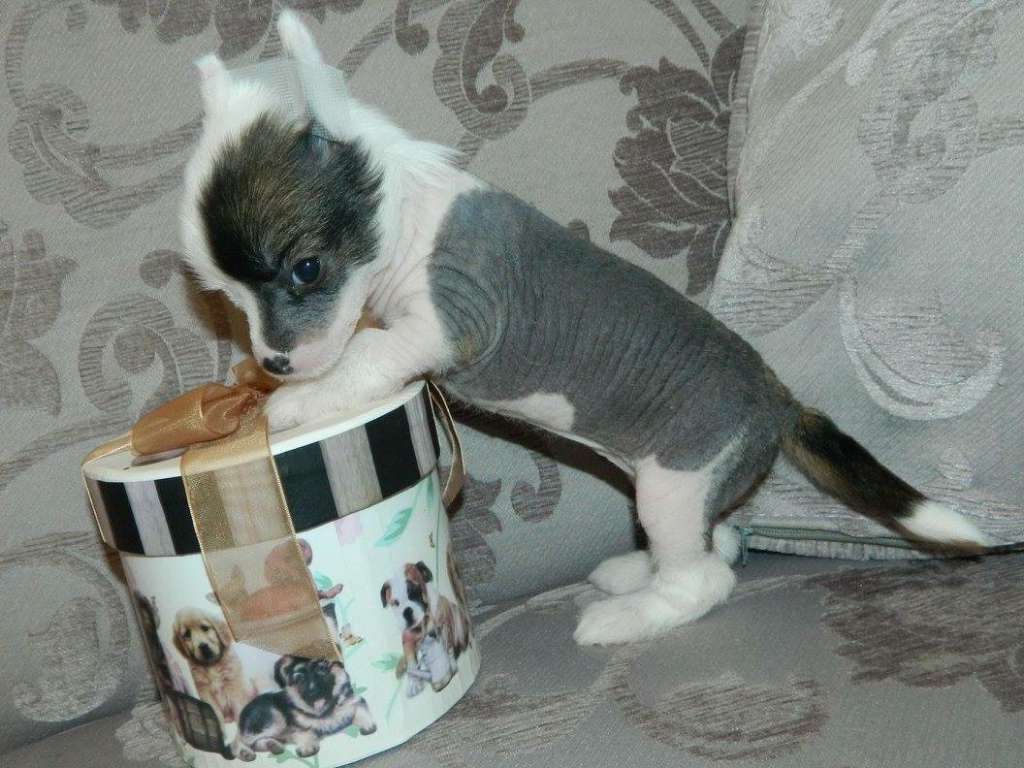 Nausika di casa megi