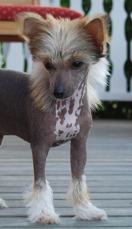 Chineseblue's Incoming Topmodel