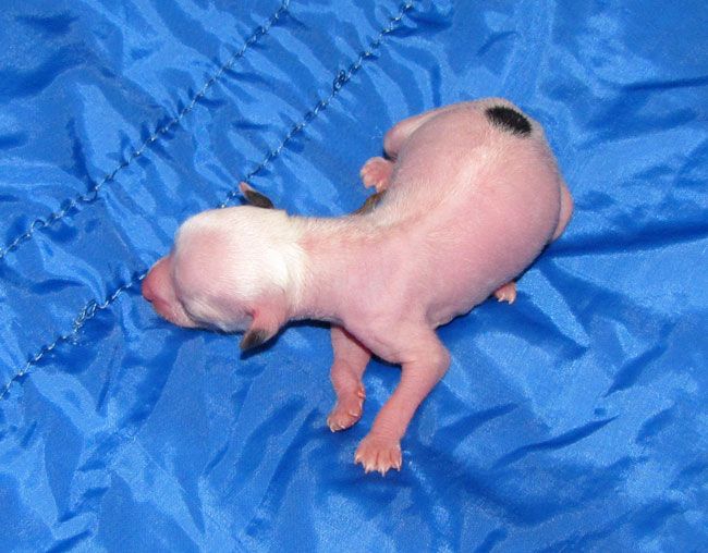 Bi-lav Plus Edinoglasno Vibranniy