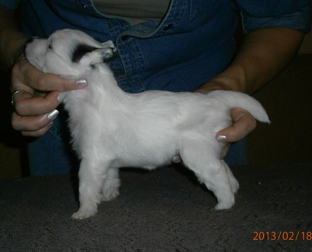 Picture