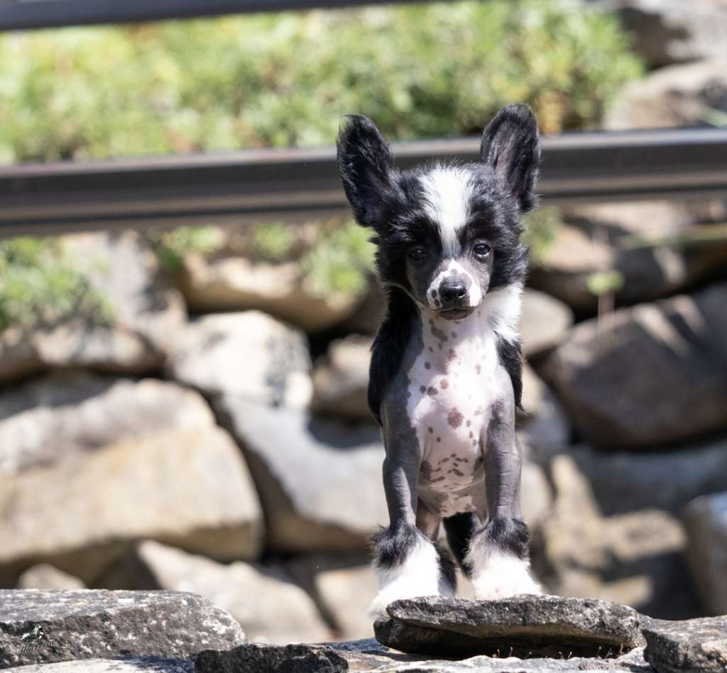 Zahra Al Armani Queen Malverne