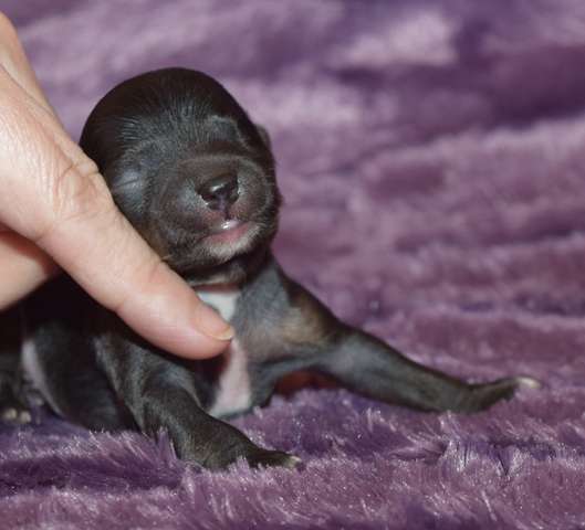 Artic Flyer's Little Lord