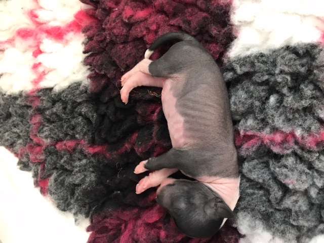 Hottie Tots Headhunted