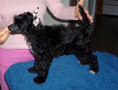 Jewels Impact of the Eclipse