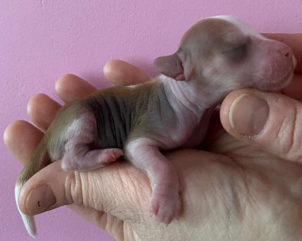 Concrete Clouds Gold Nugget