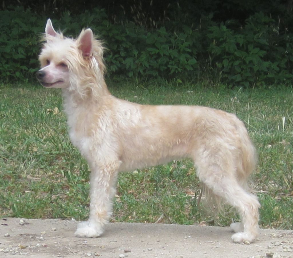 Delende Crocodile Kisses DOM