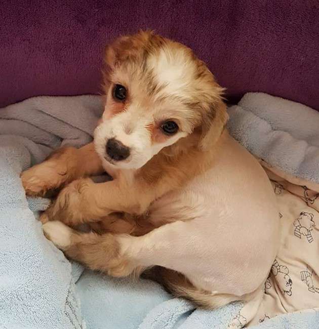 Little Rehma's Karlotta