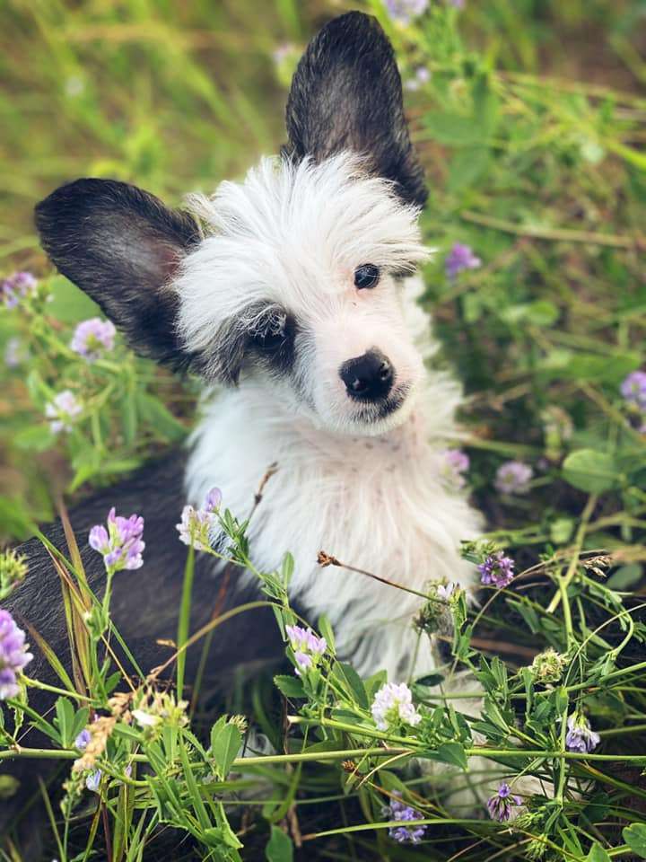 WillowGlyn Aeolian Rockstar