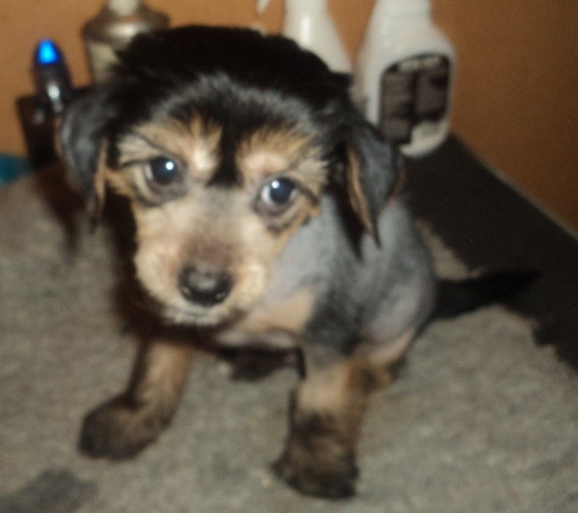 Rose of Aiden Thief of hearts