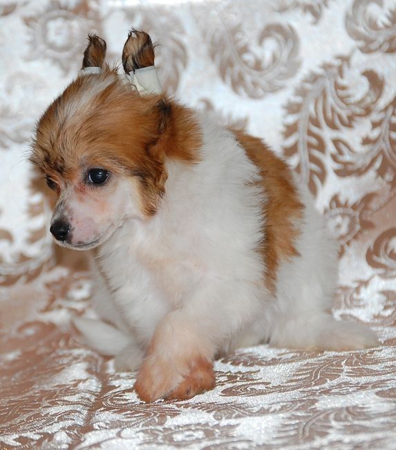 Karnelius Okrylennaia Fortunoi