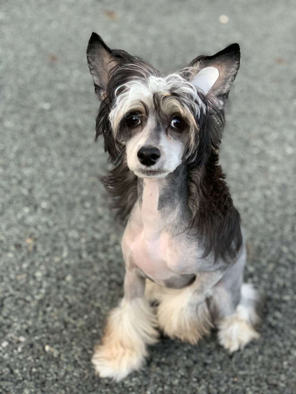 Jessica Of Treasure Chest