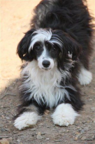 Aro Prince of Twilight Diamonds