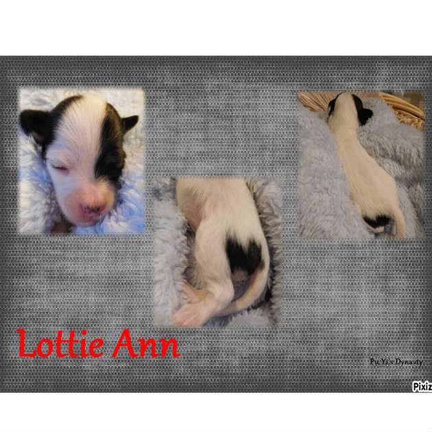 Pu Yi's Dynasty Lottie Ann