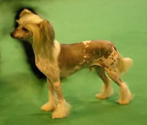 Blandora Glory Be for Kilnshena