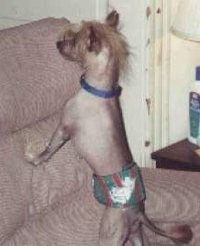 She-Bop Robearson At LinDawn