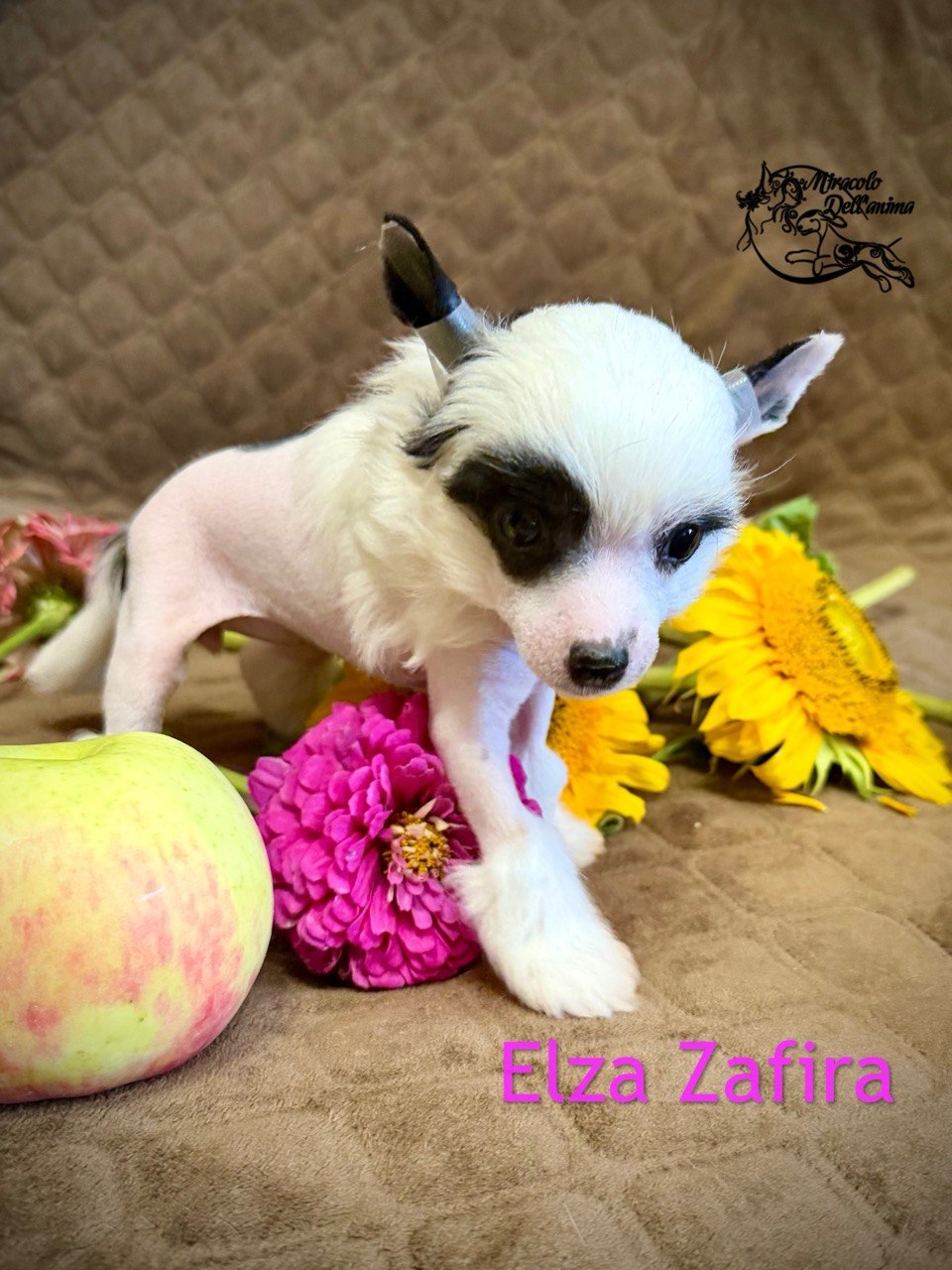 Elza Zafira Miracolo Dell'anima