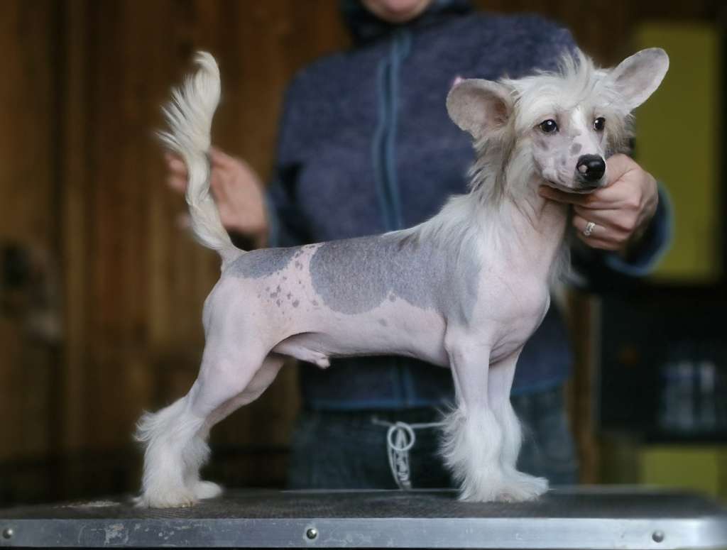 Apriori Vip "A" litter