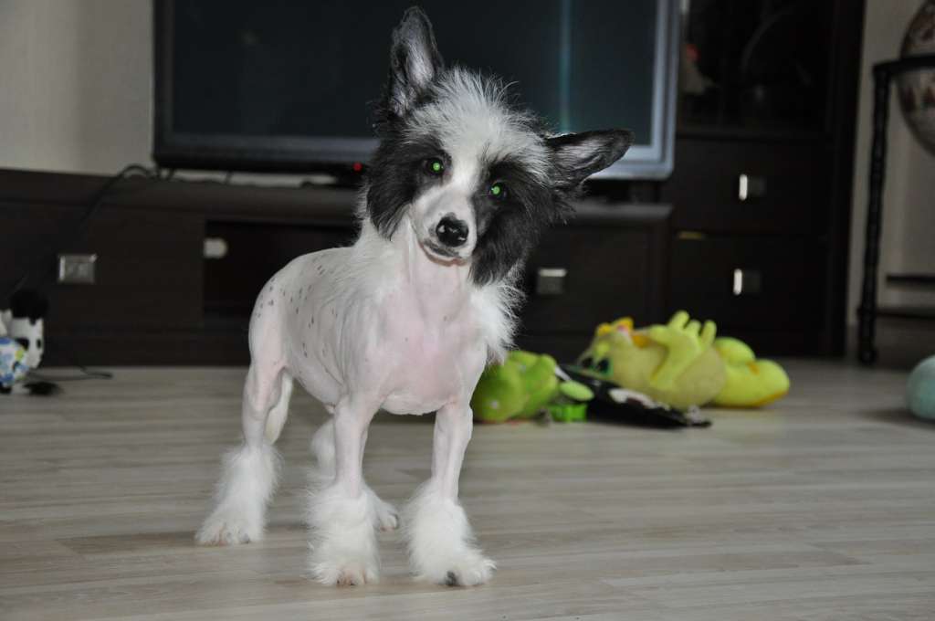 Ronaldo Winning Smile
