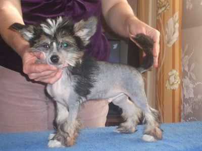 Bady Black Silveri Viking