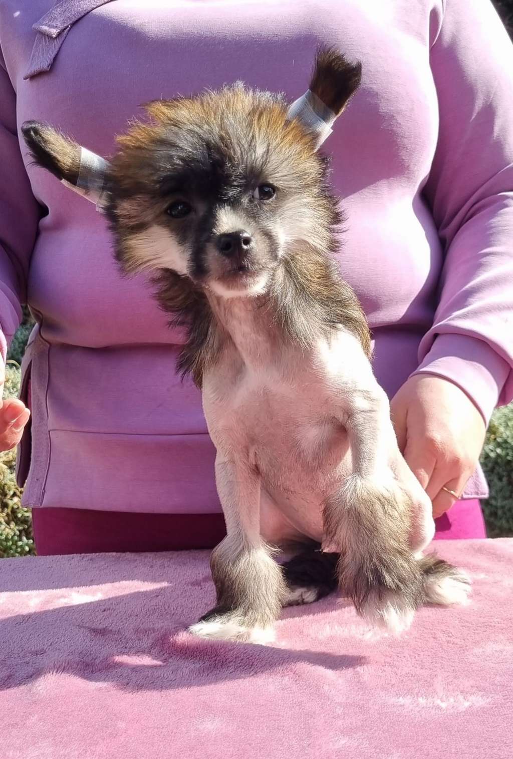 Gandalf Ze Zlocistego Raju