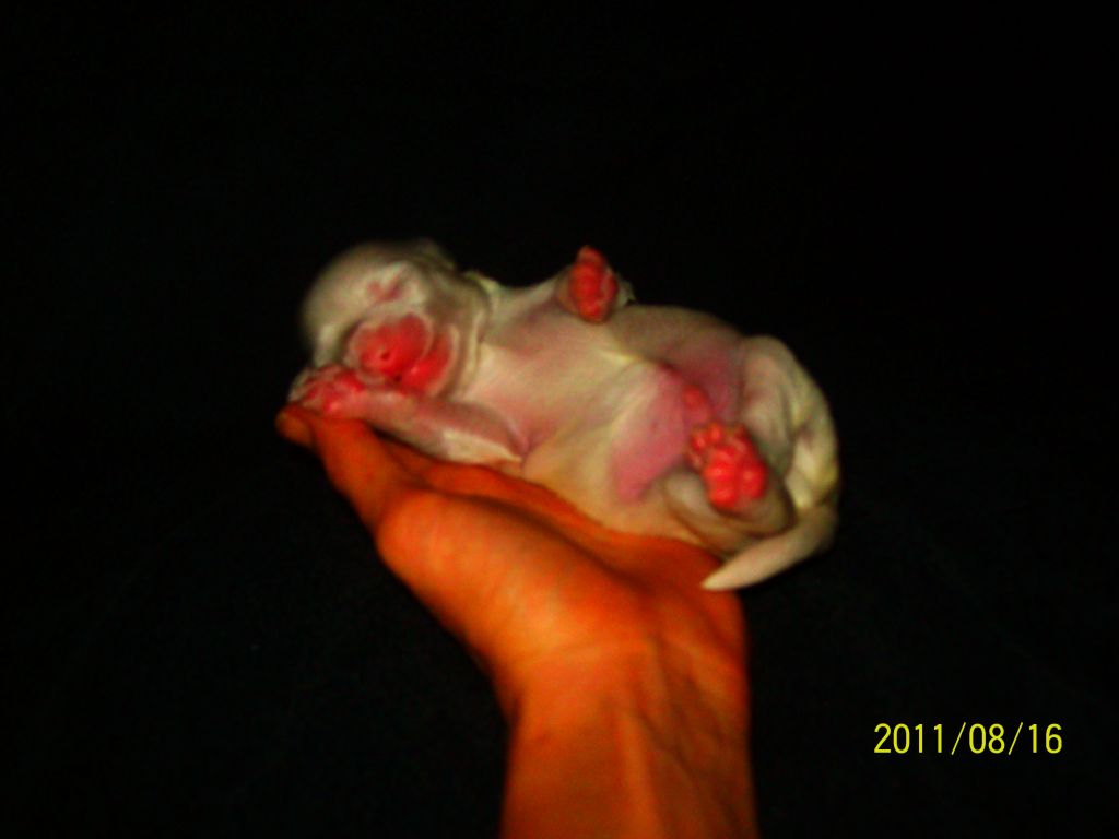 Picture