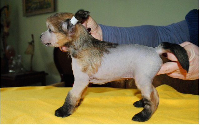 Lucky z Lowickiego Ksiestwa