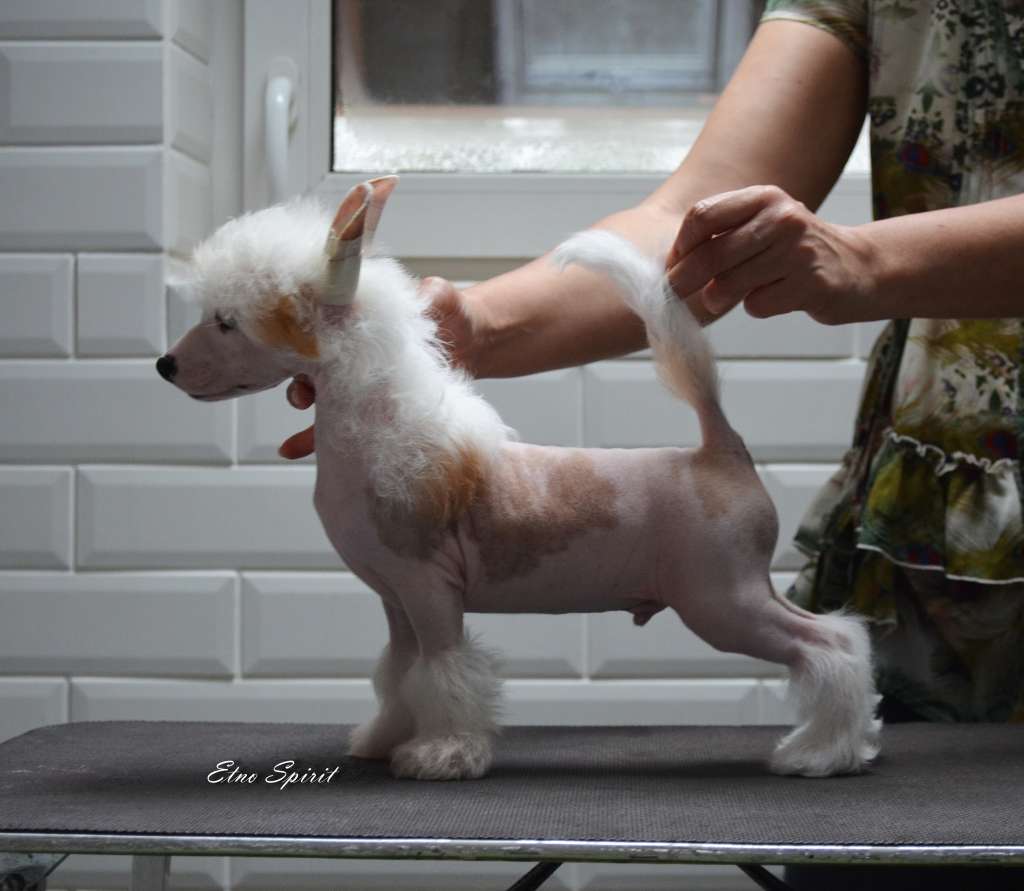 Etno Spirit Go for a Dream