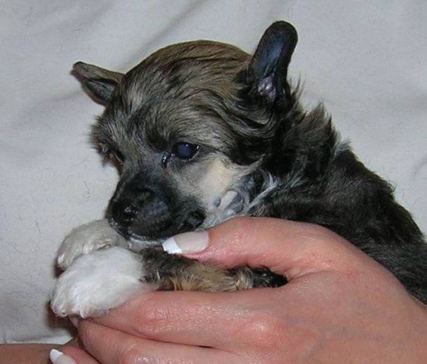 Shooting Star Heavenly