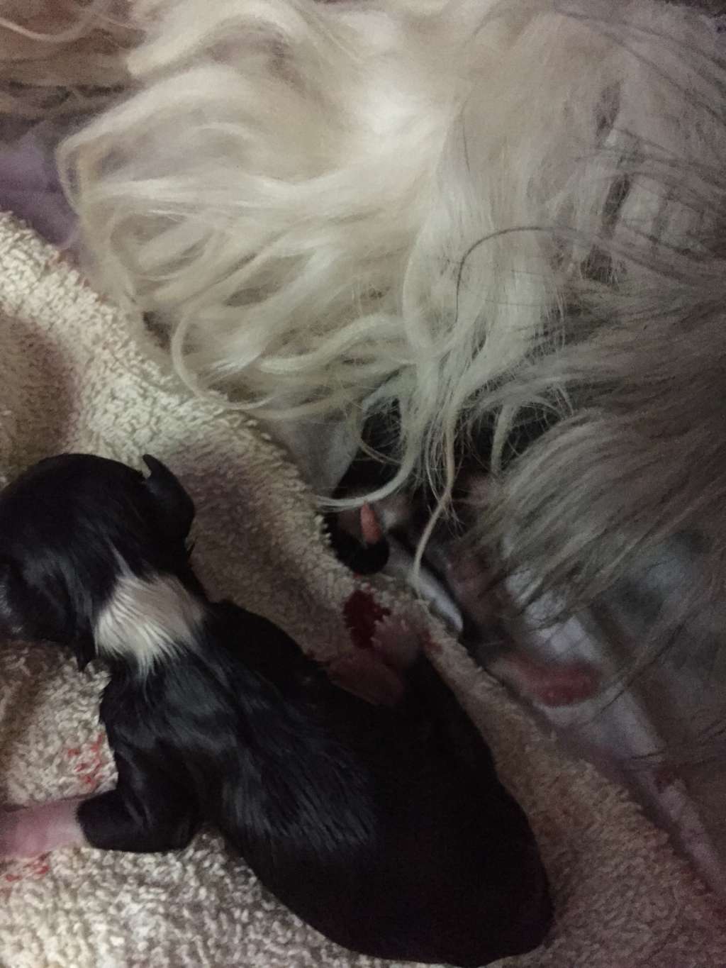 Fleurs de lodeur  Achat