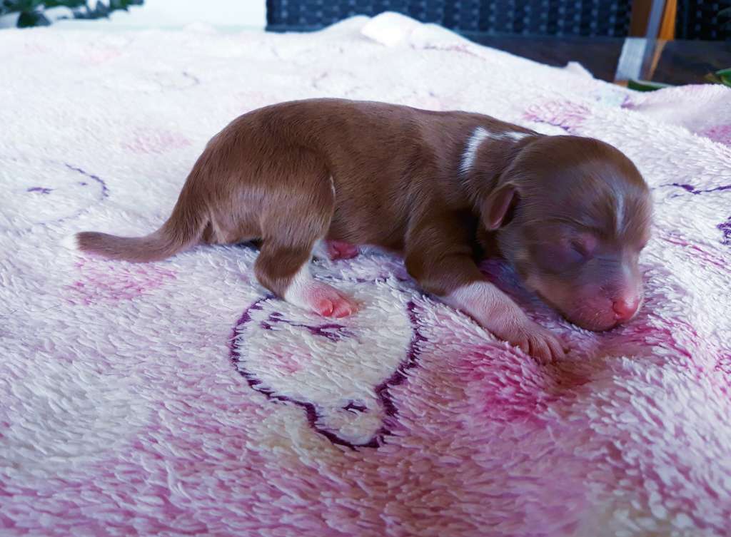 Little Dog Of Dream Rafiki