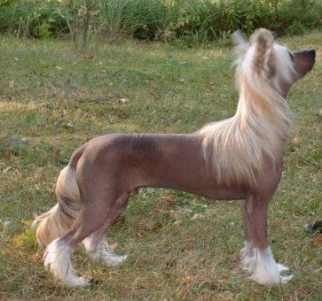 Dragon Moon Eye Of The Storm