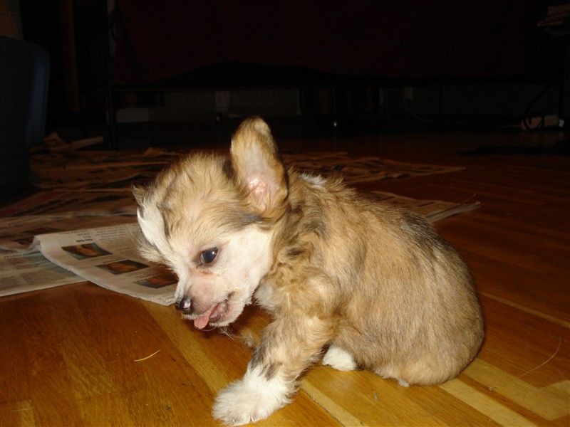 Crested Starz Betty Davis